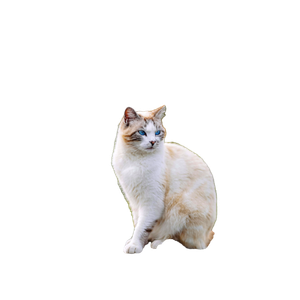 A Blue Eyed Ragdoll Cat Sits Gracefully On A Fence In An Idyllic Countryside Setting. 19608 - Cat PNG image with transparent background
